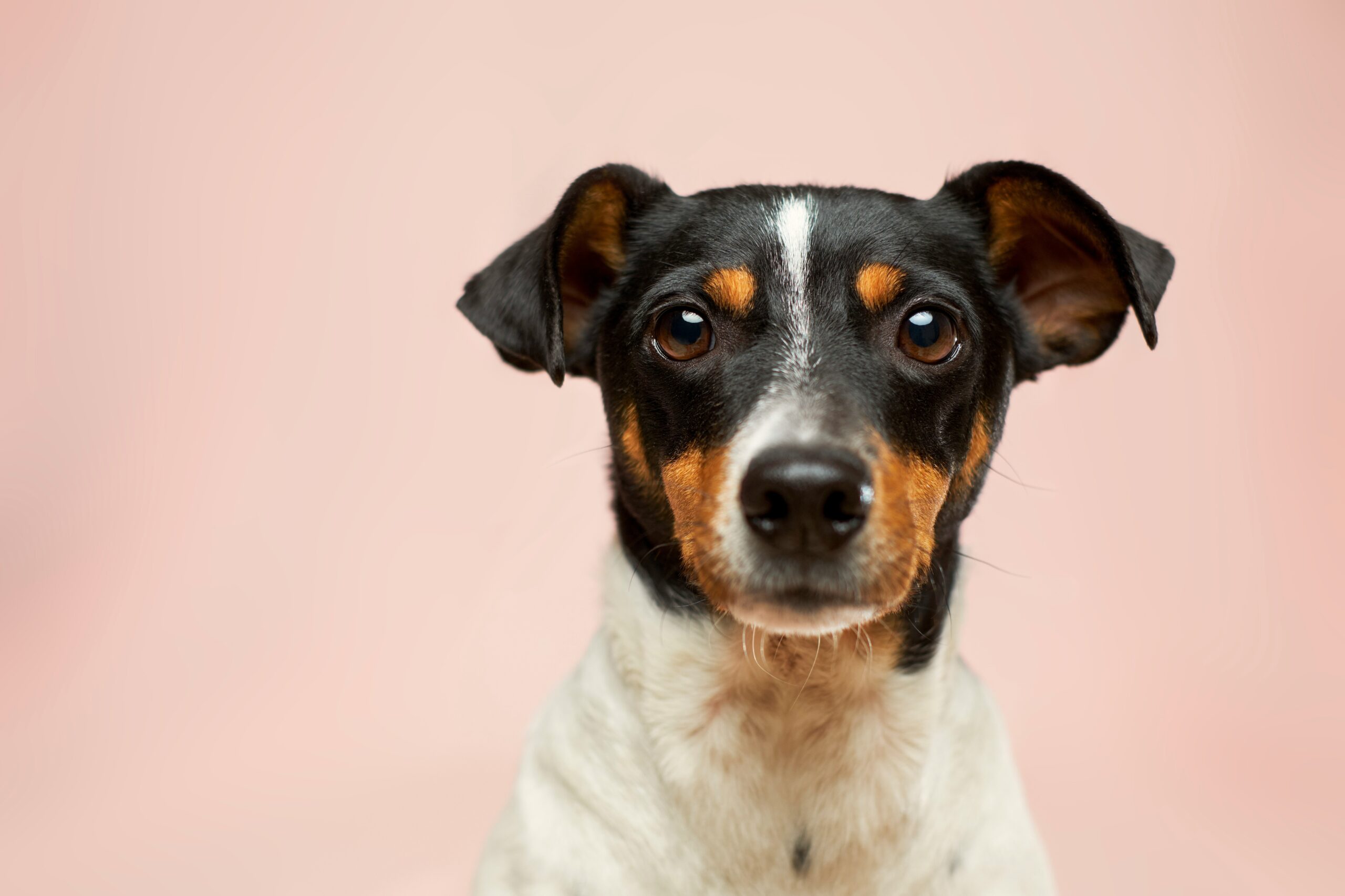 Enfermedades en perros que no son urgentes: Guía de afecciones comunes y cuándo esperar para ir al veterinario.