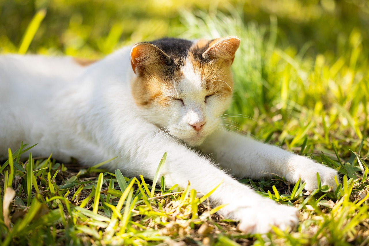 (Foto de cabecera: Engin Akyurt, Pixabay) Gato descansando un dia soleado: curiosidades sobre gatos que te sorprenderán.
