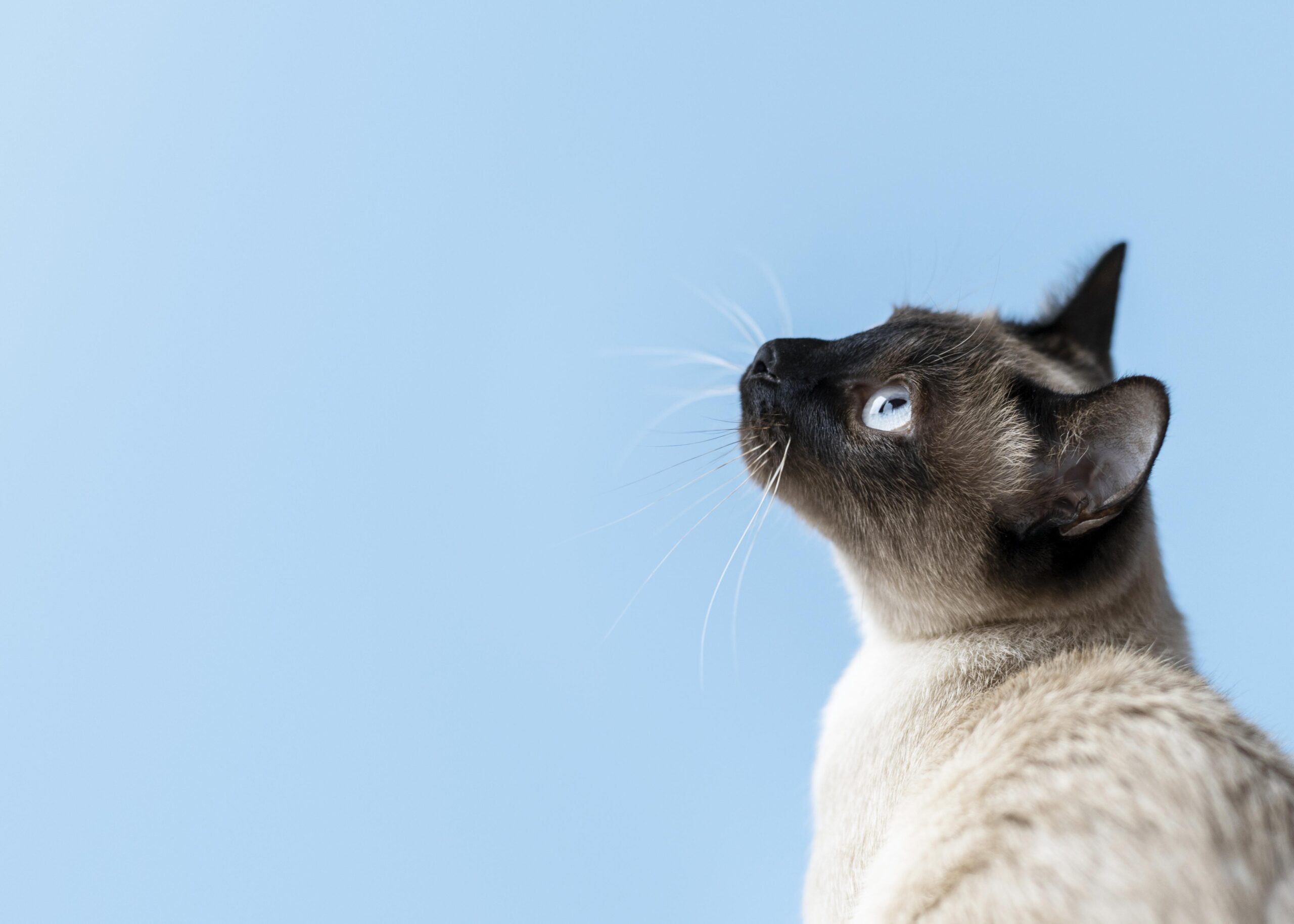 Cómo socializar gato adoptado tímido los primeros días.