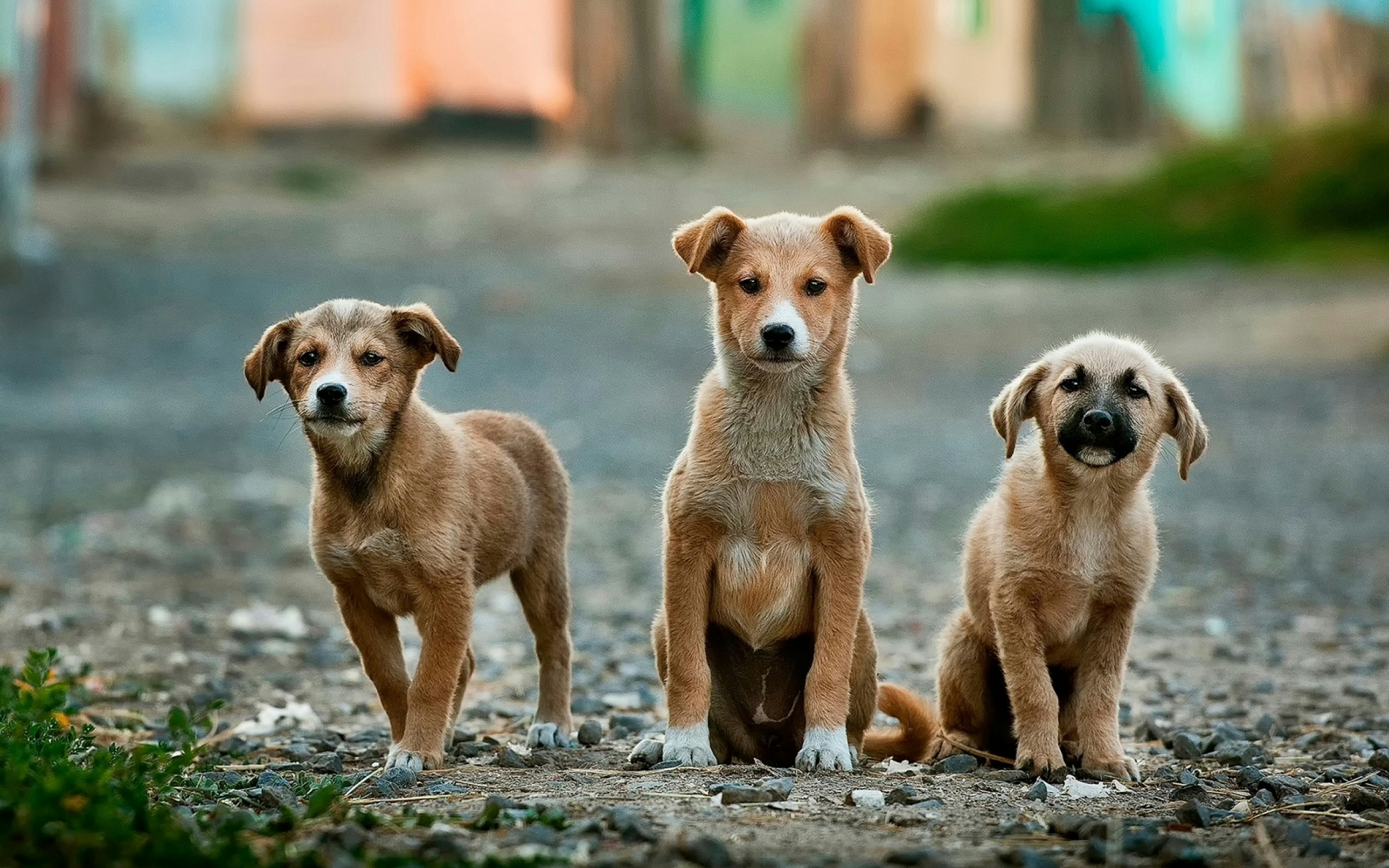 Perros curiosos mirando atentamente, representando algunas curiosidades sobre perros