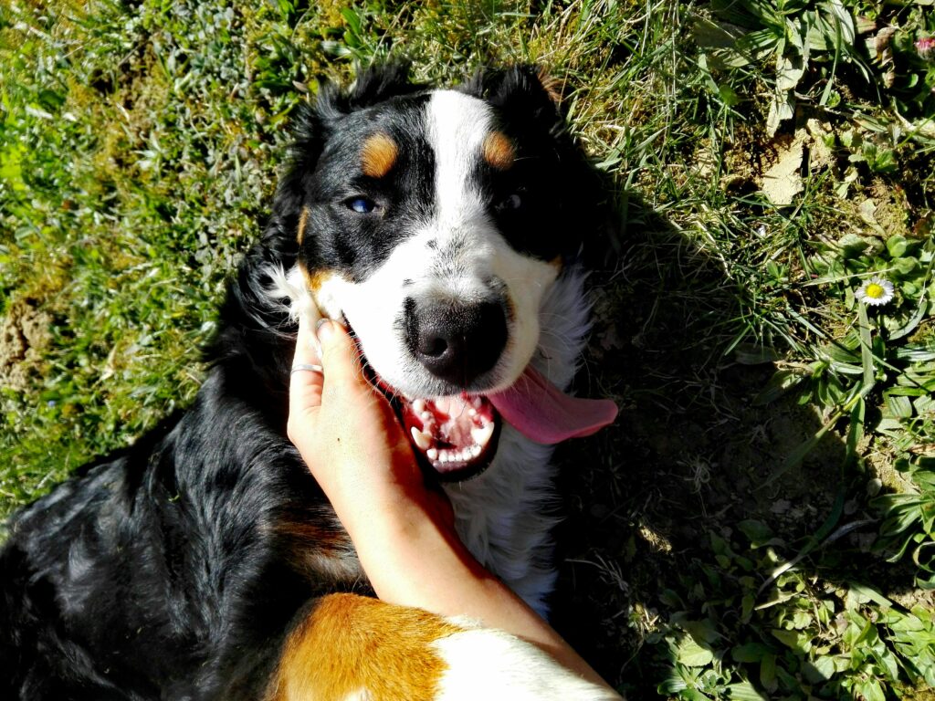 perro adoptado