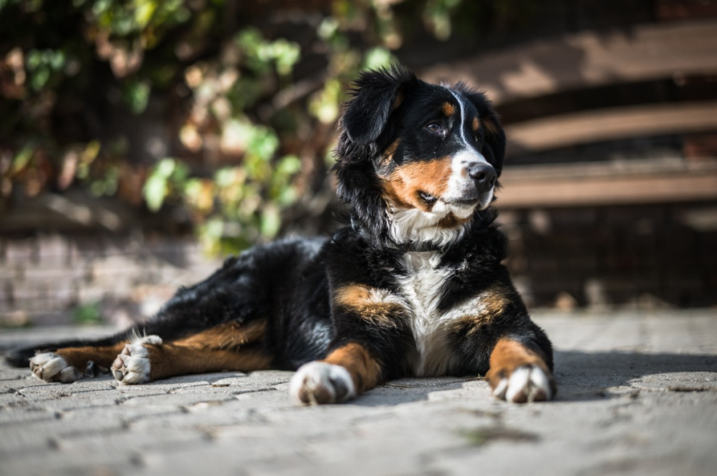 Razas de perros más caras: Boyero de Berna