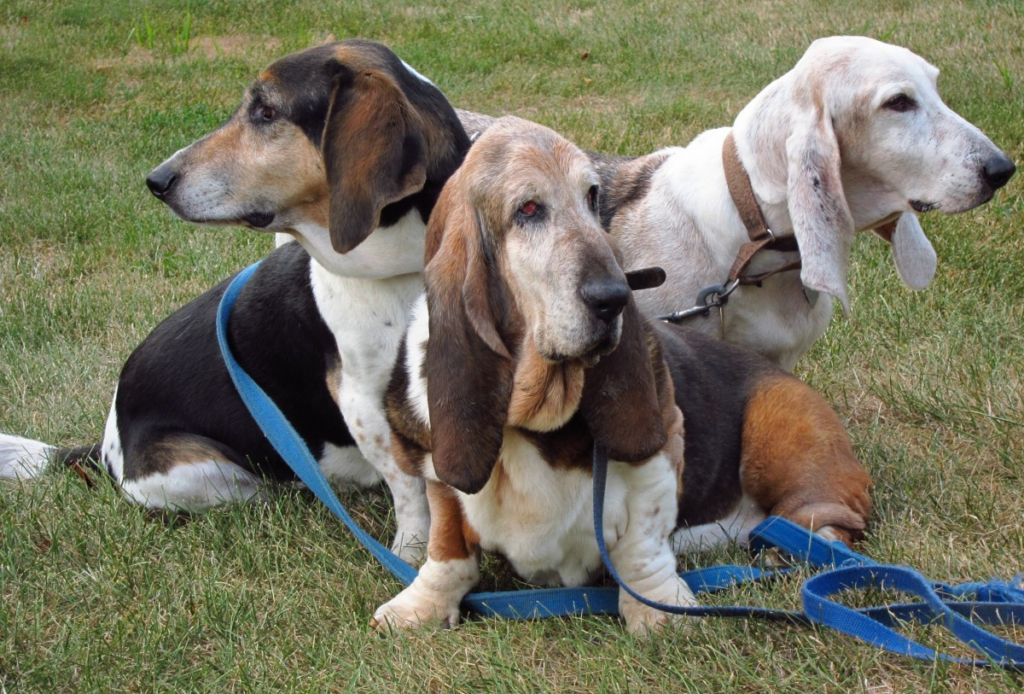 Razas de perros más caras: Basset Hound