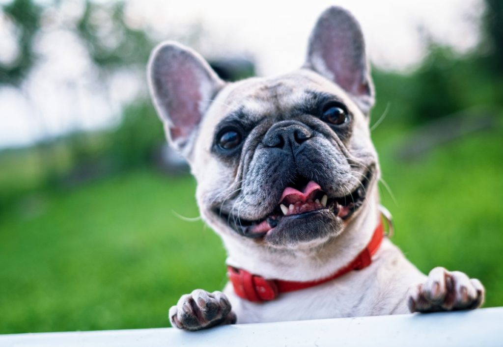 Razas de perros más caras: Bulldog Francés