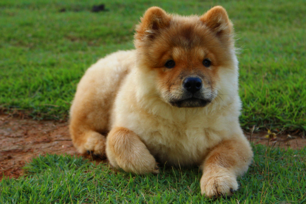 Razas de perros más caras: Chow Chow
