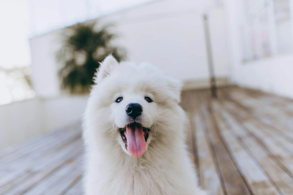 Razas de perros más caras: Samoyedo