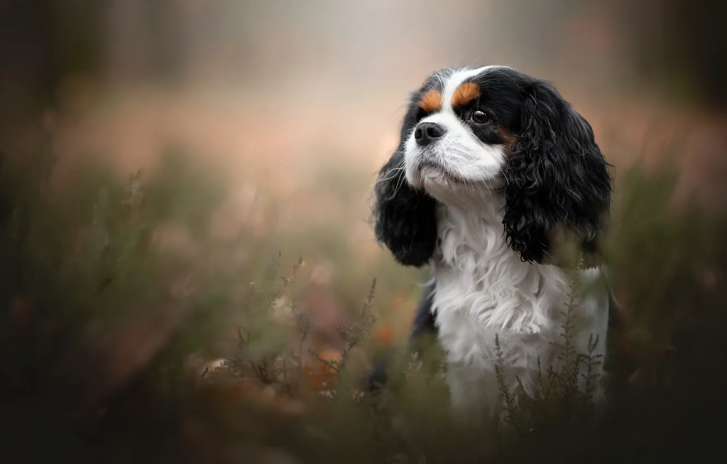 Razas de perros más caras: Cavalier King Charles Spaniel