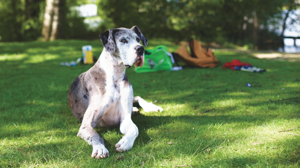 Razas de perros más caras: Gran danés