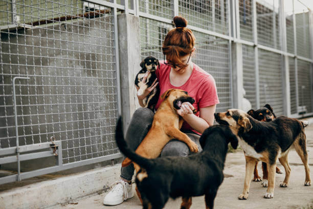 Impacto positivo de la adopción responsable