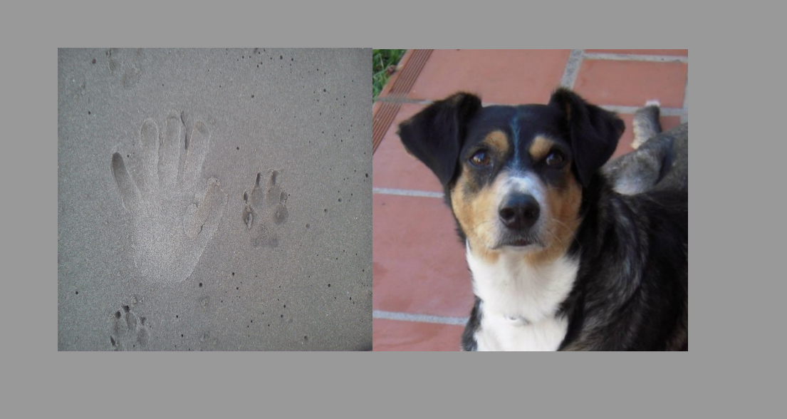 Historia de Mina, perra adoptada en su nuevo hogar. Historias reales de adopción y amor animal.