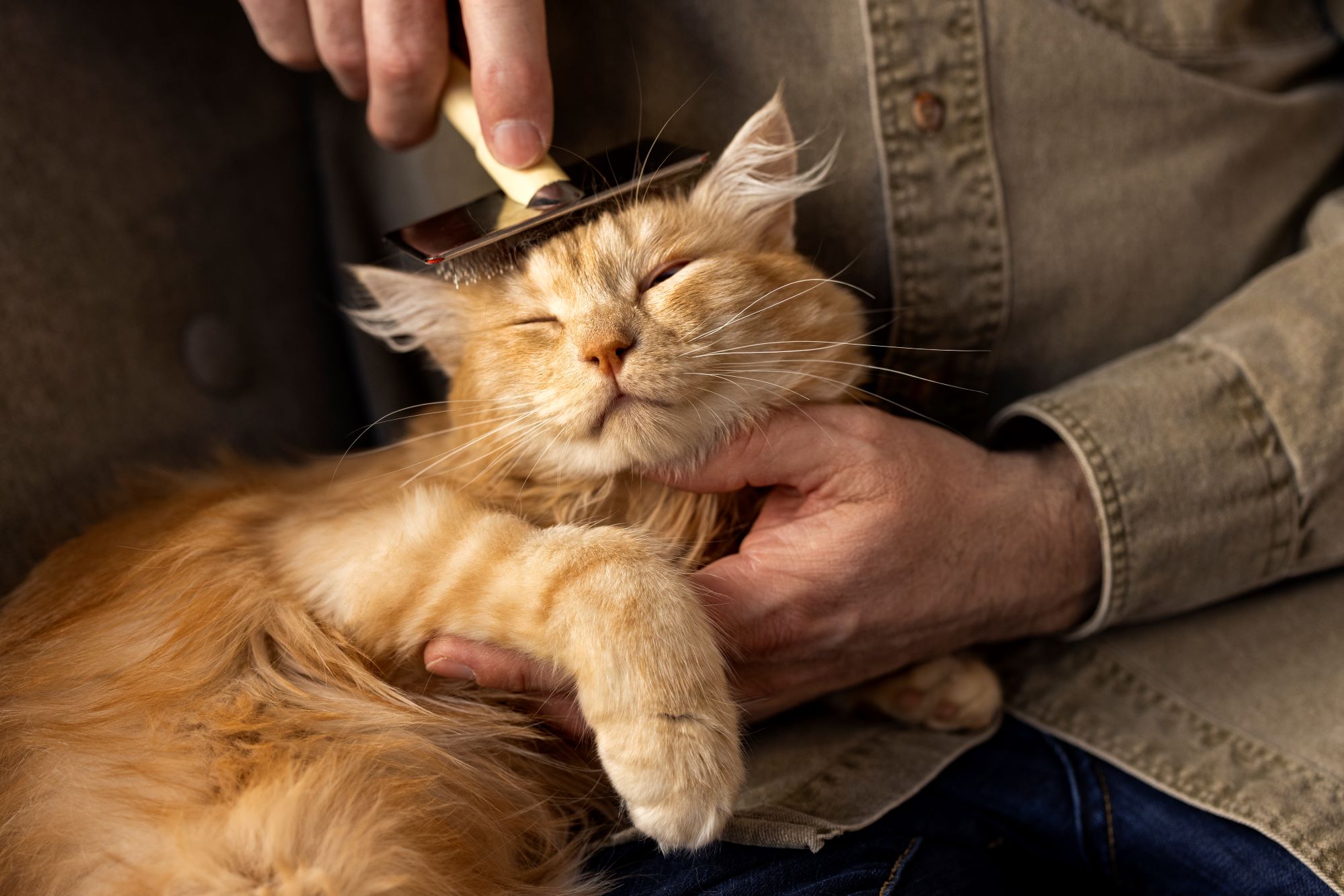 Raza de gato costosa siendo cepillado por su dueño con un peine para mascotas
