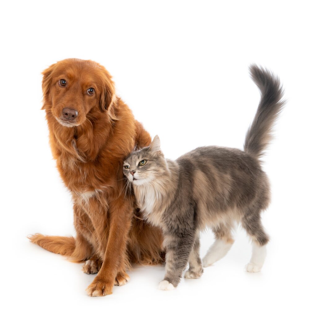 Perro y gato amistosos