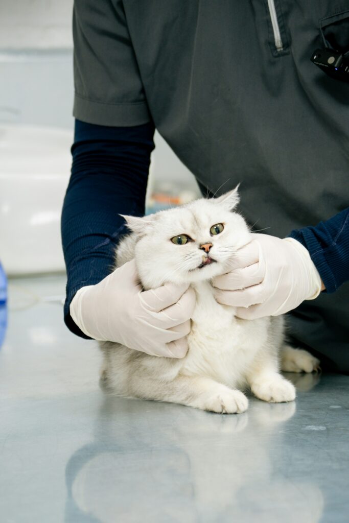 Colaboraciones de Pawify con veterinarios locales
