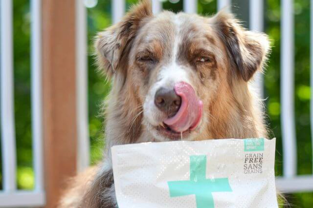 Perro relamiéndose con comida saludable