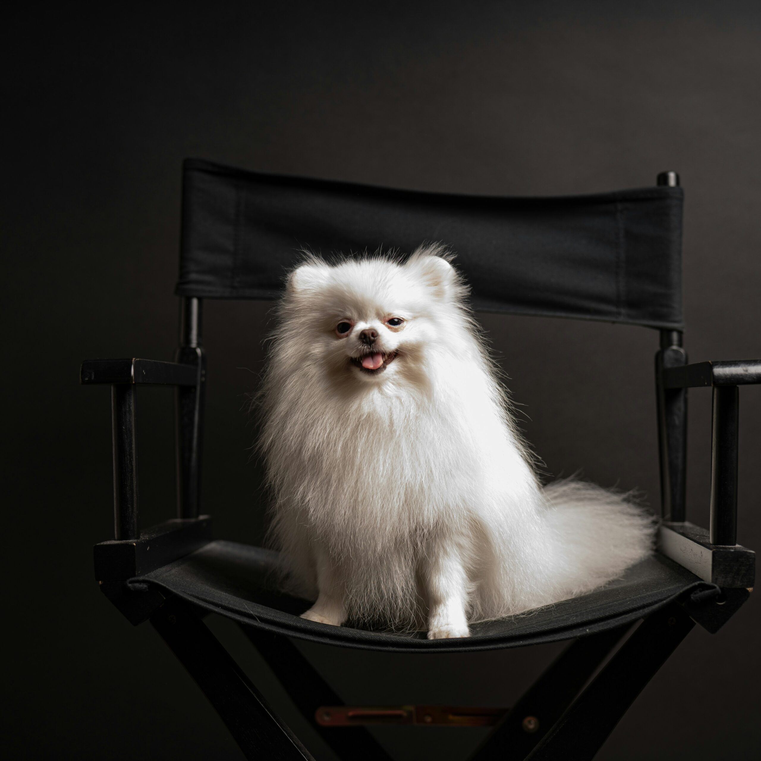 Perrito sentado en una silla de director de cine, listo para disfrutar de películas sobre animales.