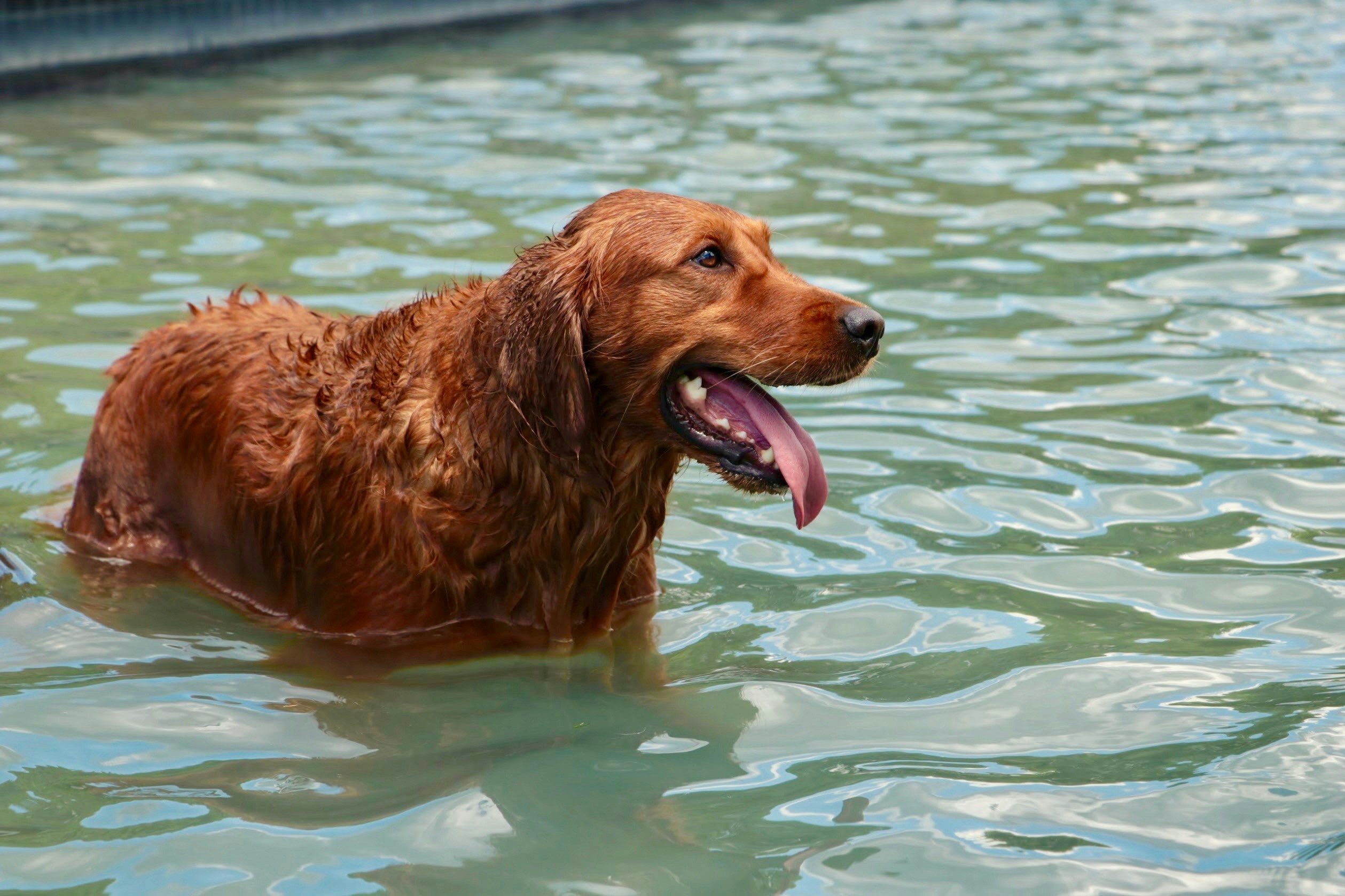 crisis en las protectoras en verano Verano: la temporada más cruel para las protectoras de animales