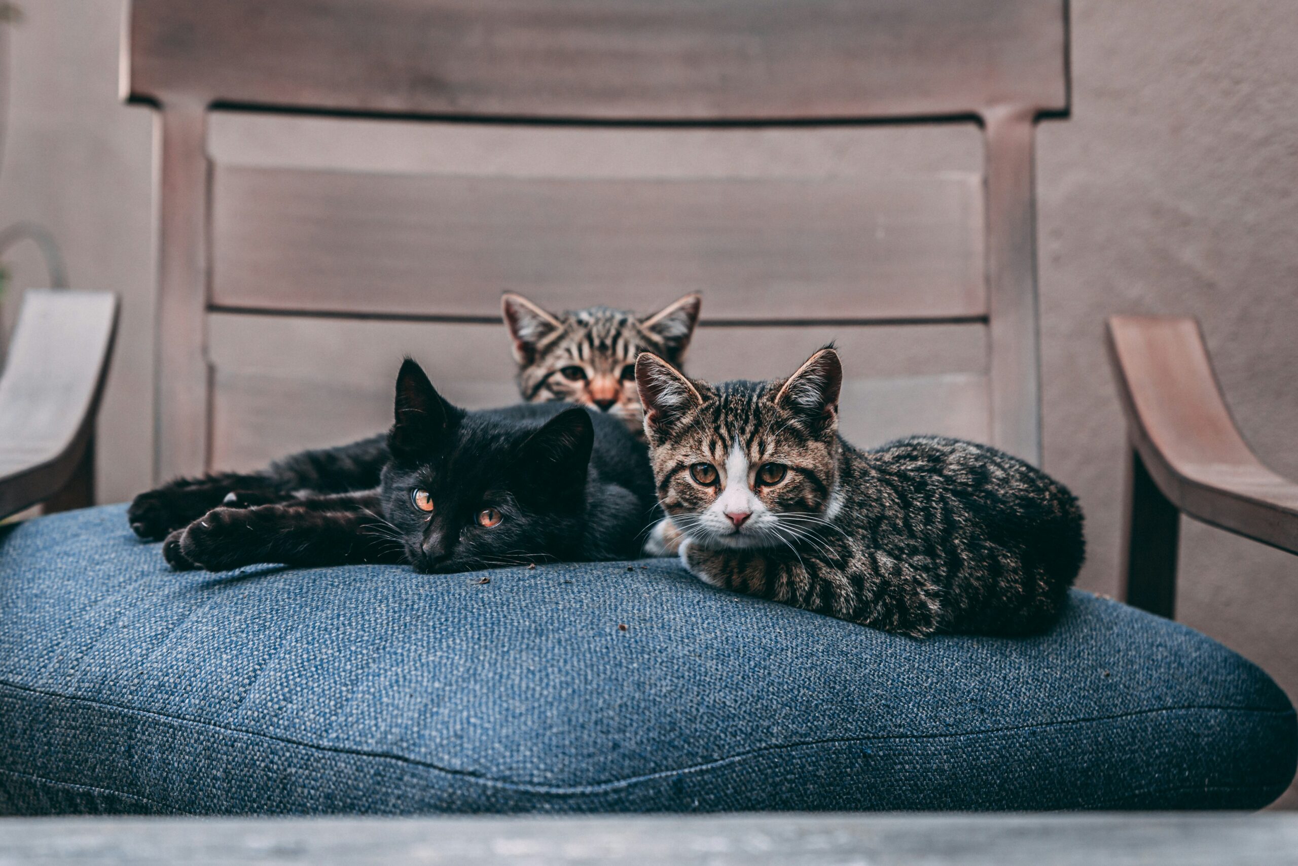 Pawify y la adopción responsable de mascotas: gato negro y gatos atigrados marrones sentados en un cojín