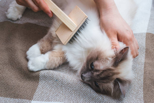 Cepillando el pelo a una mascota para el otoño