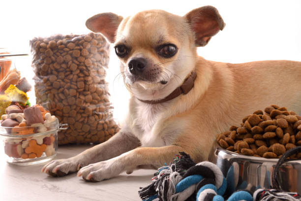 Perro chihuahua y comida para perros