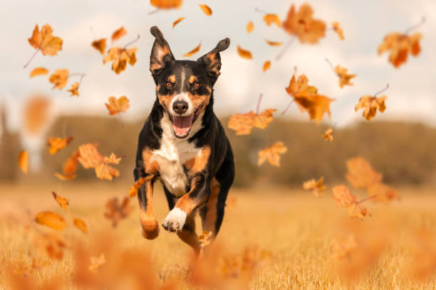 Mascota perro corriendo en otoño