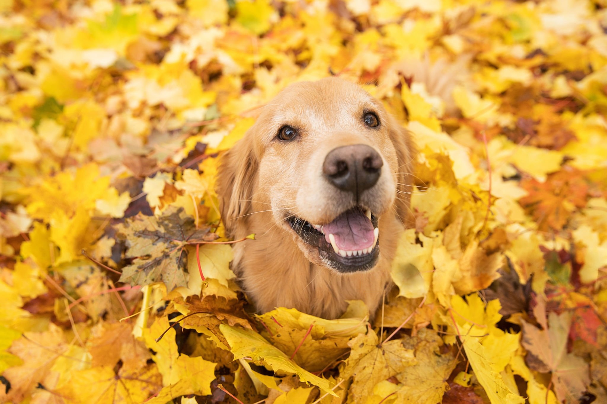 Perro hojas otoño