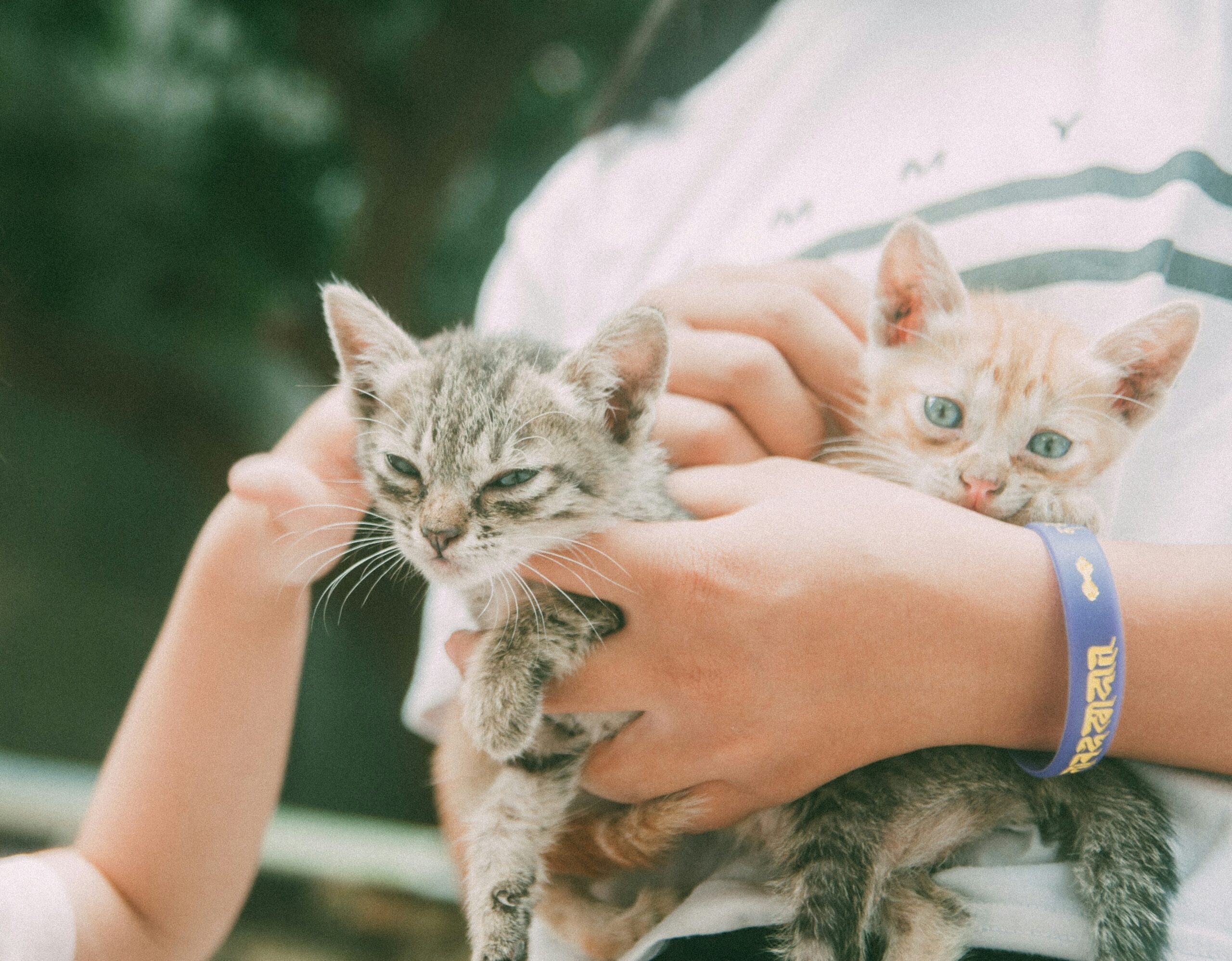 Familia adoptando mascotas