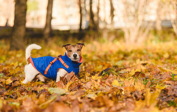 Perro con abrigo preparado para el otoño