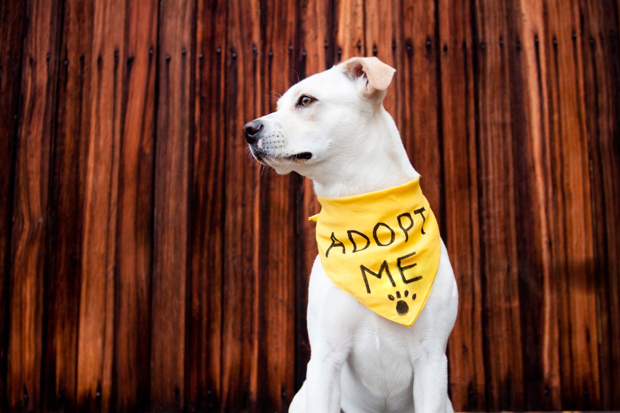 finales felices de adopción animal: perro en adopción Perro en adopción