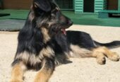 Rocki