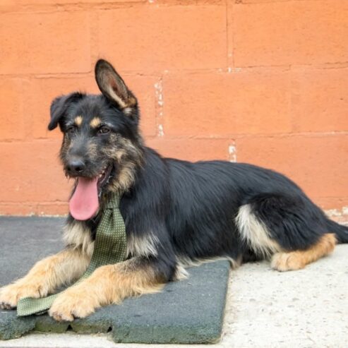 Rocki