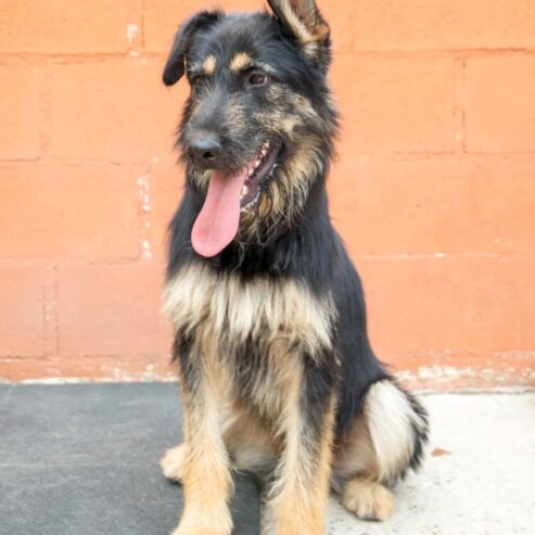 Rocki