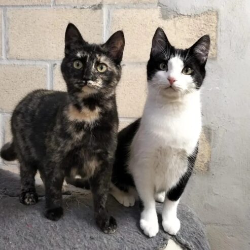 Mechas & Mateo