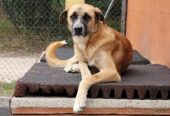 Sancho