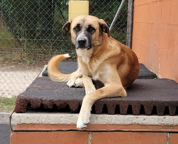 Sancho