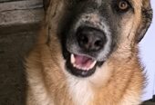 Sancho