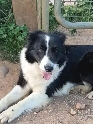 Sarabi