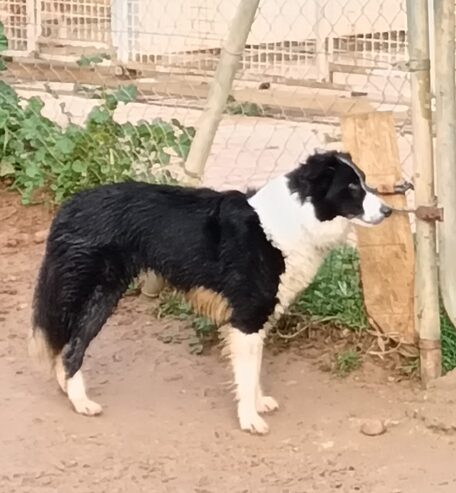 Sarabi